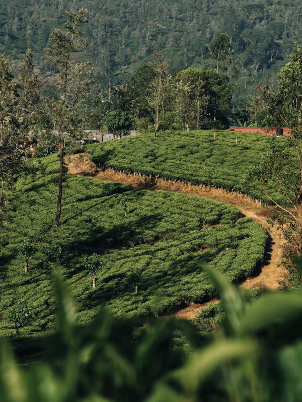 Tea plantation in Norwood, Sri Lanka — photo by Matthew Dlr on Unsplash