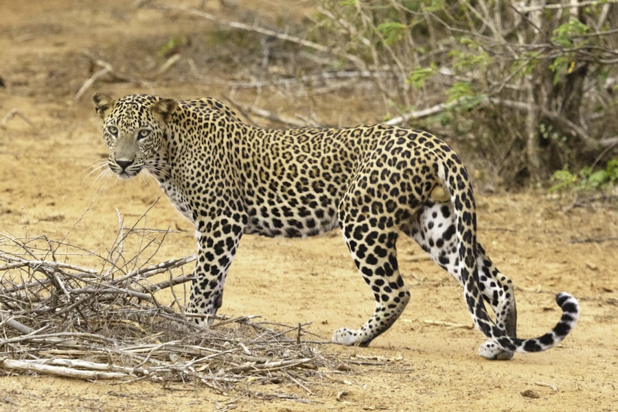 Sri Lankan leopard at Yala National Park — photo by Geoff Brooks on Unsplash